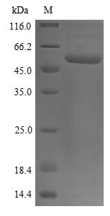 Human P4HB Protein