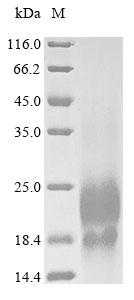 Human LY6G6D Protein