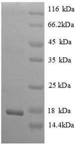 Rat Ngf Protein