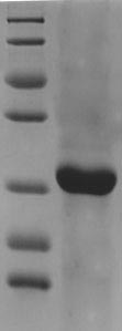 Gallus Chicken Riboflavin-binding Protein