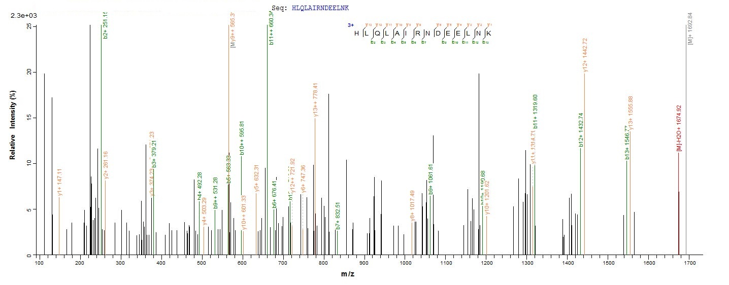 Human H2AFX Protein