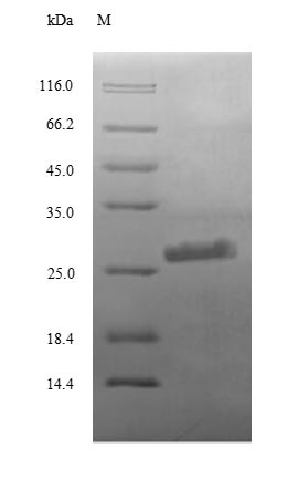 Human Complement C3 Protein