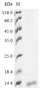 Recombinant Human metapneumovirus Fusion glycoprotein F0 (F), partial