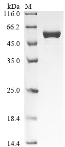 Recombinant Musa acuminata UTP--glucose-1-phosphate uridylyltransferase (UGPA)