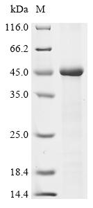 Recombinant Human Syncytin-1 (ERVW-1), partial