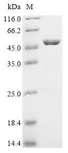 Recombinant Human Homer protein homolog 2 (HOMER2)