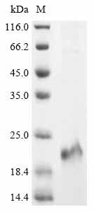 Recombinant Human Protein cereblon (CRBN), partial
