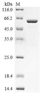Recombinant Human Lactase-like protein (LCTL), partial