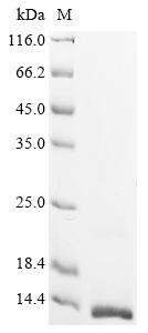Recombinant Human Vascular endothelial growth factor B (VEGFB), partial