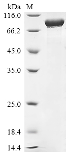 Recombinant Human 78 kDa glucose-regulated protein (HSPA5)