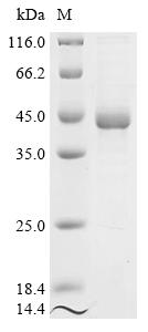 Recombinant Human Nuclear receptor subfamily 2 group F member 6 (NR2F6)
