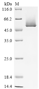 Recombinant Mouse Serine protease inhibitor A3K (Serpina3k)