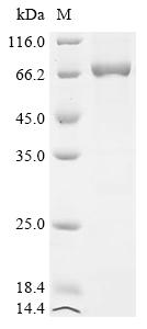 Recombinant Bacillus phage phi29 DNA polymerase (2)
