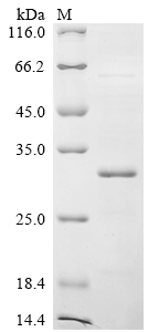 Recombinant Bovine Kappa-casein (CSN3)