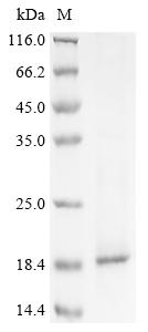 Recombinant Human C-X-C motif chemokine 13 (CXCL13)