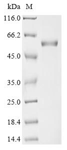 Recombinant Mouse Histone acetyltransferase p300 (Ep300), partial