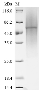 Recombinant Mesocricetus auratus Interleukin-4 (IL4)