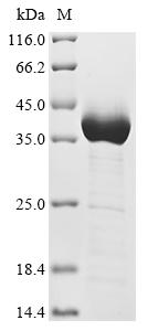 Recombinant Human Neurofilament medium polypeptide (NEFM), partial