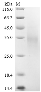 Recombinant Human Low-density lipoprotein receptor-related protein 2 (LRP2), partial