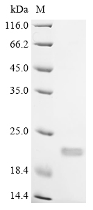 Recombinant Mouse Interleukin-18 (Il18) (N36H,M85A,K87G,E90R,V91A,L94K)
