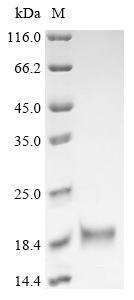 Recombinant Chicken Fibroblast growth factor 2 (FGF2)