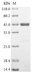 Recombinant Mouse Adipocyte plasma membrane-associated protein (Apmap), partial