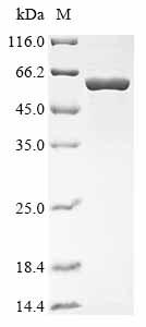 Recombinant Musa acuminata UTP--glucose-1-phosphate uridylyltransferase (UGPA)