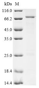 Recombinant Human Fermitin family homolog 2 (FERMT2)