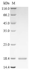 Recombinant Pseudonaja textilis textilis Kunitz-type serine protease inhibitor textilinin-1