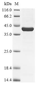 Recombinant Rubella virus Structural polyprotein, partial