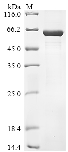 Recombinant Human Lactase-like protein (LCTL), partial