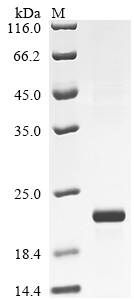 Recombinant Rat Interleukin-17A (Il17a)