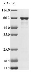 Recombinant Escherichia coli O157:H7 Outer membrane protein assembly factor BamA (bamA), partial