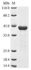 Recombinant Salmonella typhimurium Type 1 fimbrin D-mannose specific adhesin (fimH)