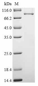 Recombinant Human Tenascin-X (TNXB)