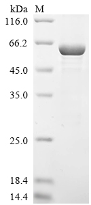 Recombinant Human Galectin-3-binding protein (LGALS3BP)