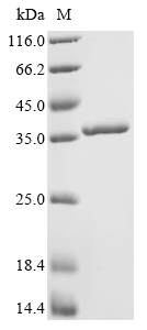 Recombinant Enterobacteria phage T4 Single-stranded DNA-binding protein (32)