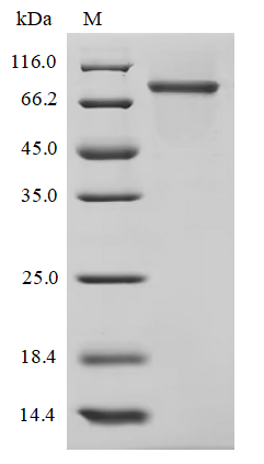 Recombinant Human Transcriptional enhancer factor TEF-1 (TEAD1)