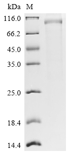 Recombinant Human Leucine-rich repeat-containing G-protein coupled receptor 5 (LGR5), partial