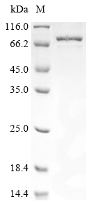 Recombinant Human Non-POU domain-containing octamer-binding protein (NONO)