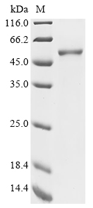 Recombinant Human Forkhead box protein P3 (FOXP3)