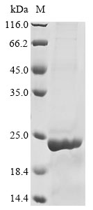 Recombinant Macaca fascicularis Interleukin-1 alpha (IL1A)