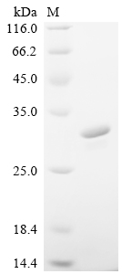 Recombinant Human Interferon alpha-1/13 (IFNA1)