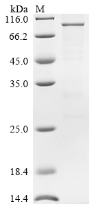 Recombinant Mouse Semaphorin-3G (Sema3g)