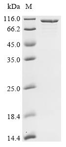 Recombinant Clostridium tetani Tetanus toxin (tetX), partial