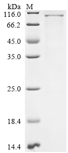Recombinant Mouse Semaphorin-3G (Sema3g)