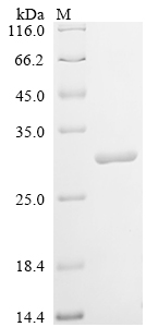 Recombinant Lama glama Interleukin-6 (IL6)