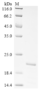 Recombinant Vaccinia virus 14 kDa fusion protein (A27L)