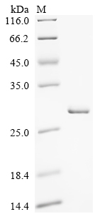 Recombinant Human Interferon kappa (IFNK)