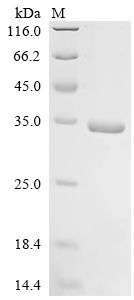 Recombinant Mouse Interferon alpha-2 (Ifna2)